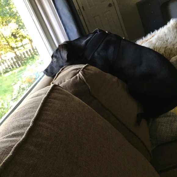 Meet your Posher, Ella - Picture 1 of 1